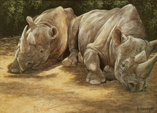 rhinos